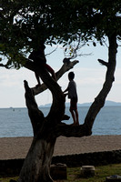 Puntarenas, Beach, Tree V152-0605