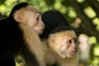 Puntarenas, nr, Capuchin Monkey152-0704