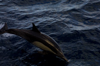 Dolphin103-0301