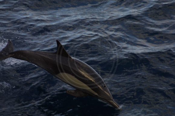 Dolphin103-0301