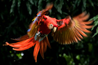 El Manantial, Lapas Sanctuary, Macaw Flying152-0863