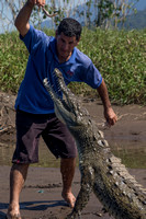 Rio Tarcoles, Crocodile Feeding V152-0766