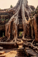 Angkor, Ta Prohm Temple S V-8922