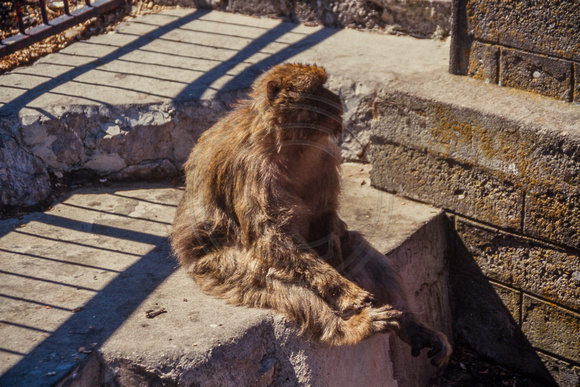 Gibraltar, Monkeys S -3939