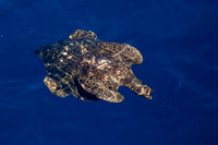Pacific Ocean, Sea Turtle152-1115