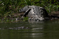 Corobici R, Crocodile152-1000