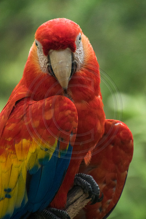 El Manantial, Lapas Sanctuary, Macaw V152-0883