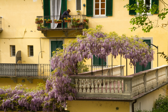 Lucca, Villa, Flowers130-8362