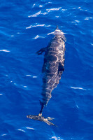 Pacific Ocean, Dolphin V152-1118