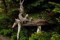 West Quoddy Head, Trail, Dead Tree131-2003
