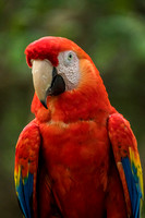 El Manantial, Lapas Sanctuary, Macaw V152-0889