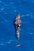 Pacific Ocean, Dolphin V152-1117