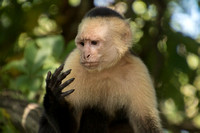 Puntarenas, nr, Capuchin Monkey152-0715