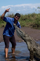 Rio Tarcoles, Crocodile Feeding V152-0765