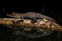 Corobici R, Crocodile152-0990