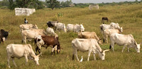 Senegal, Countryside, Cattle151-7996