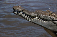 Rio Tarcoles, Crocodile152-0781