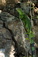 Corobici R, Iguana V152-0956
