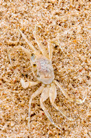 Senegal, Beach, Ghost Crabs V151-8167