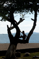 Puntarenas, Beach, Tree V152-0606