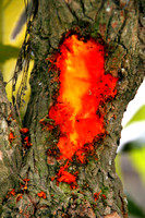 Pacaya Volcano, Blood Tree V1115672a
