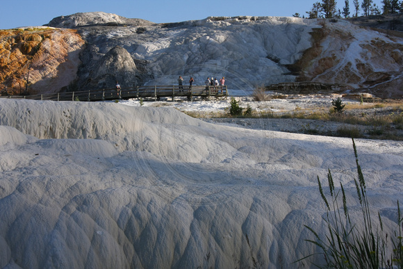 Yellowstone NP, Mammoth Hot Springs0826751