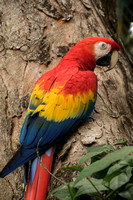 El Manantial, Lapas Sanctuary, Macaw V152-0850