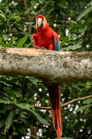 El Manantial, Lapas Sanctuary, Macaw V152-0856