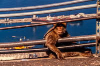Gibraltar, Monkeys S -3942