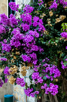 Trsteno, Arboretum, Flowers V151-0798