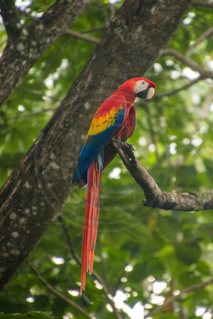 El Manantial, Lapas Sanctuary, Macaw V152-0813