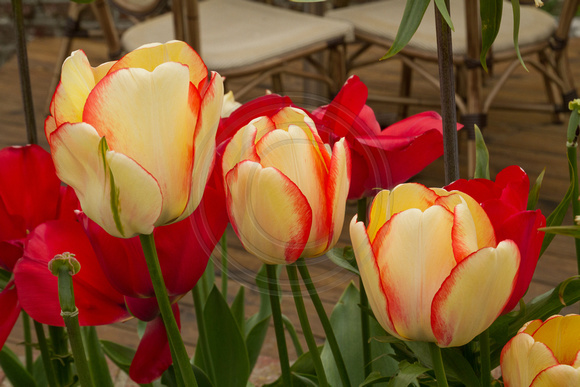 Etretat, Tulips130-9629