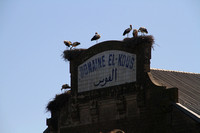 Northern Algeria, Storks1027249