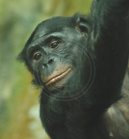 San Diego, Zoo, Chimpanzee, V030811-8025a
