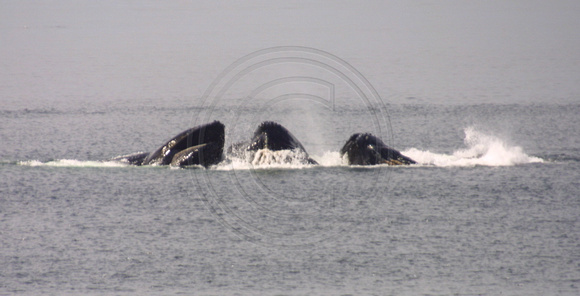 Frederick Sound, Whales, Feeding020706-4040a