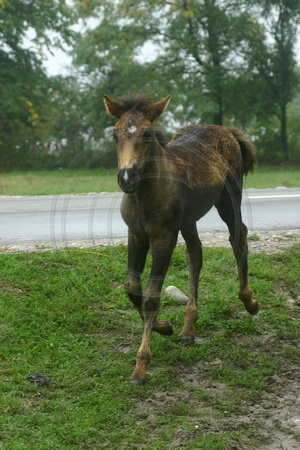 Burlusi, Horse, V030926-9239