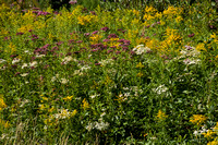 NH Quebec Border, Flowers150-8705