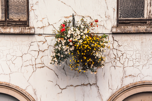 Derry, Flowers on Wall S -0568