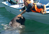 Bahia Magdalena, Whale, Watchers030217-2279a
