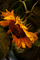 Brunswick, Sunflowers V1054036