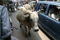 Varanasi, Street, Cow030326-8336