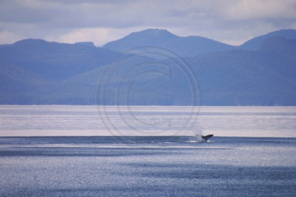 Frederick Sound, Whale, Tail020706-4053