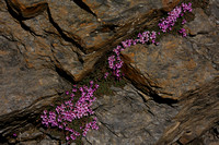 Berner Oberland, Schilthorn, Alpine Flowers0941929