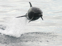Dolphin, Flying030211-1785a
