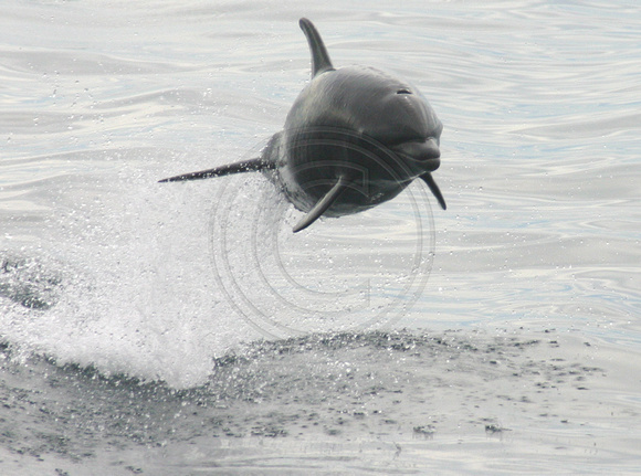 Dolphin, Flying030211-1785a