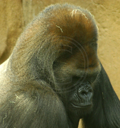 San Diego, Wild Animal Park, Gorilla030812-8182a