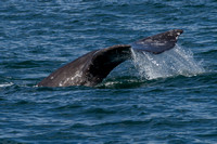 Channel Islands NP, Whale140-9436