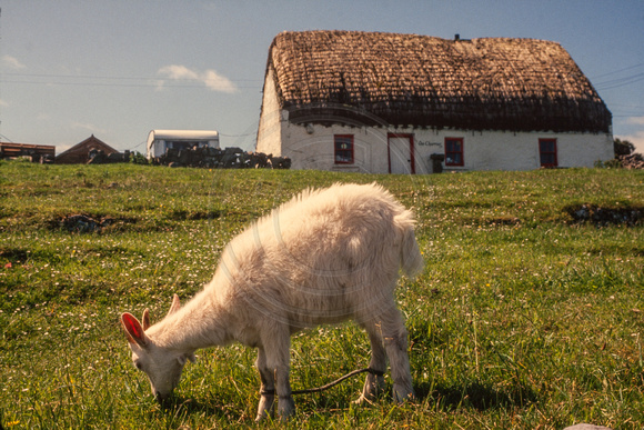 Isle of Inishmore, Goat S -0390