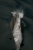 Dolphin, Splash030211-1781