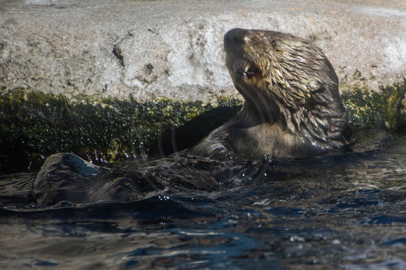 Monterey Aquarium, Sea Otter170-5105